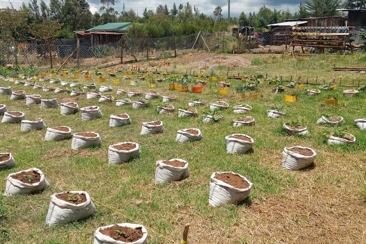 A view of one of Kathurima Mwongera´s farming projects.jpg